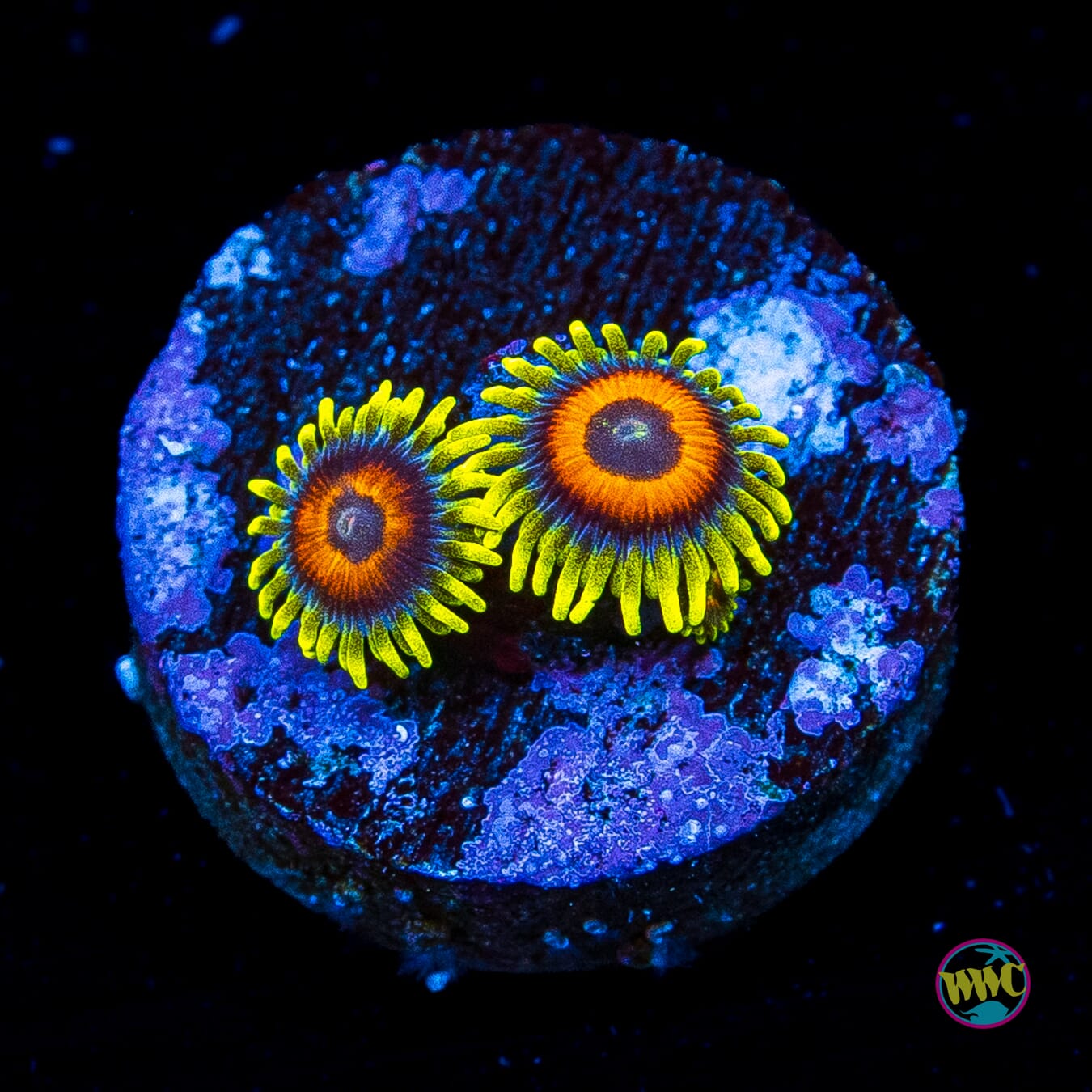 WWC Wildflower Zoanthids