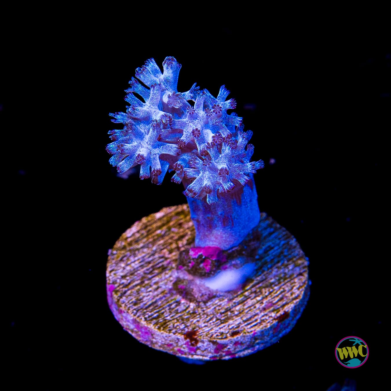 WWC Rainbow Sprinkles Cespitularia