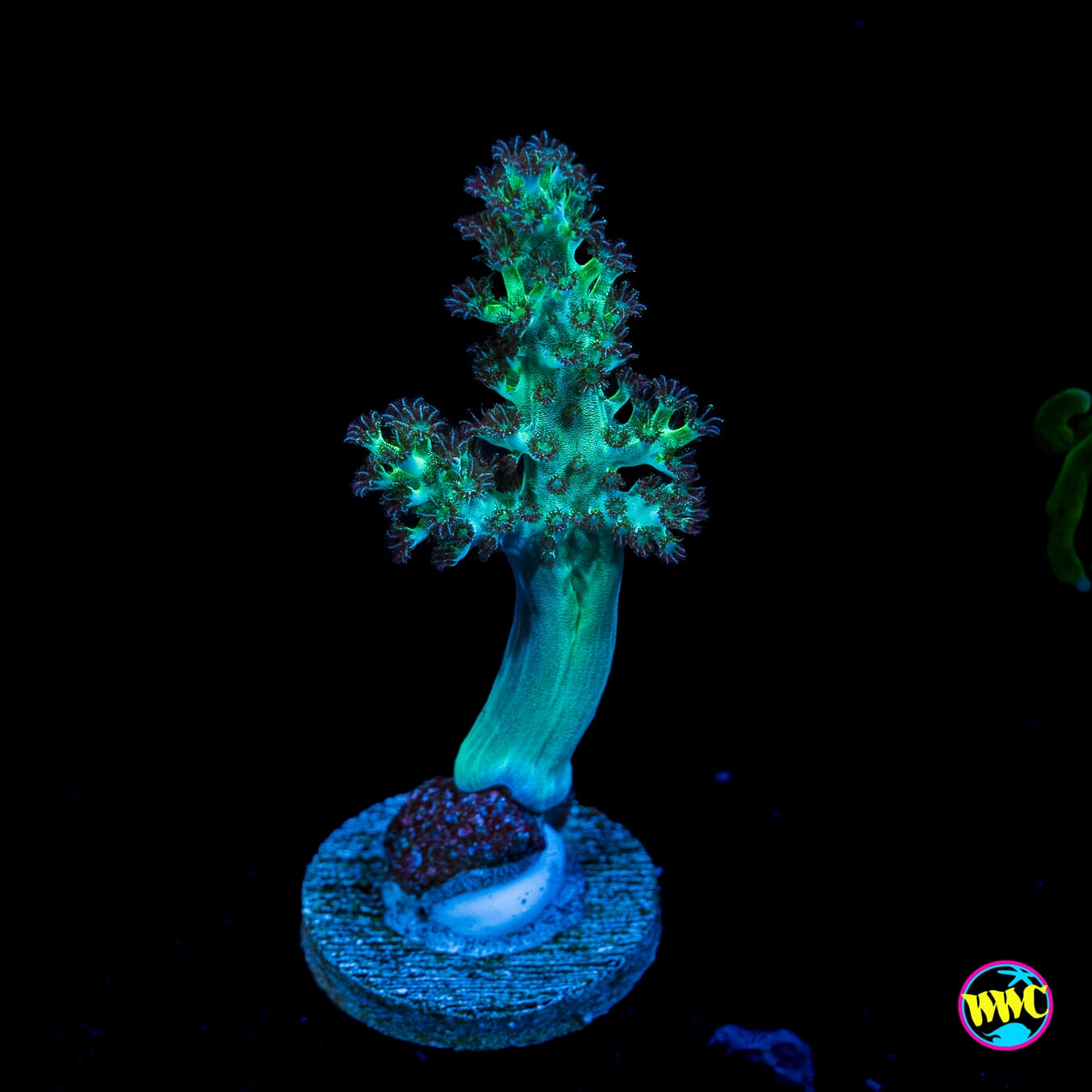 WWC Solomon Hairy Leather