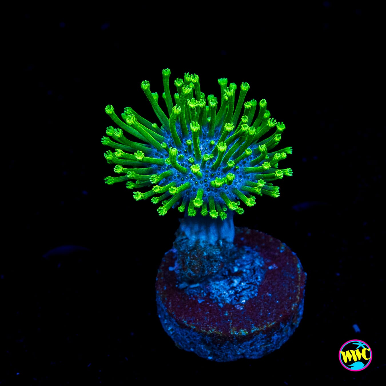 WWC Neon Polyp Toadstool Leather