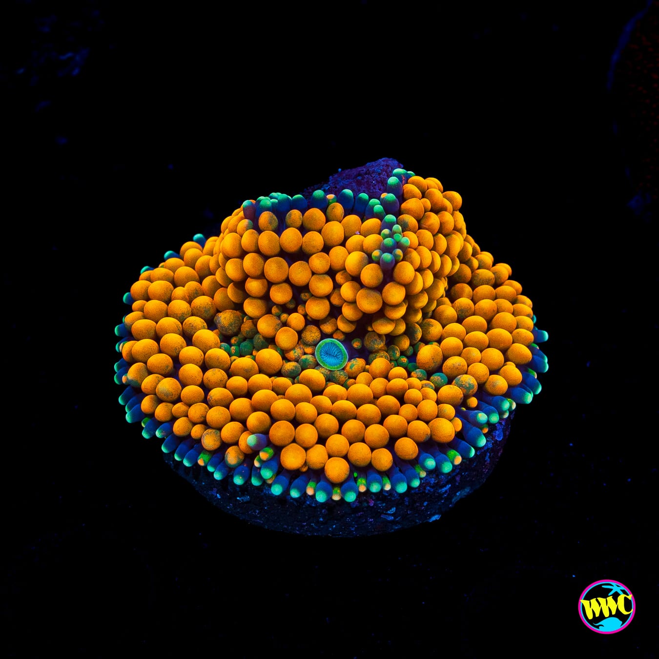 Fresh Squeezed Ricordea Mushroom