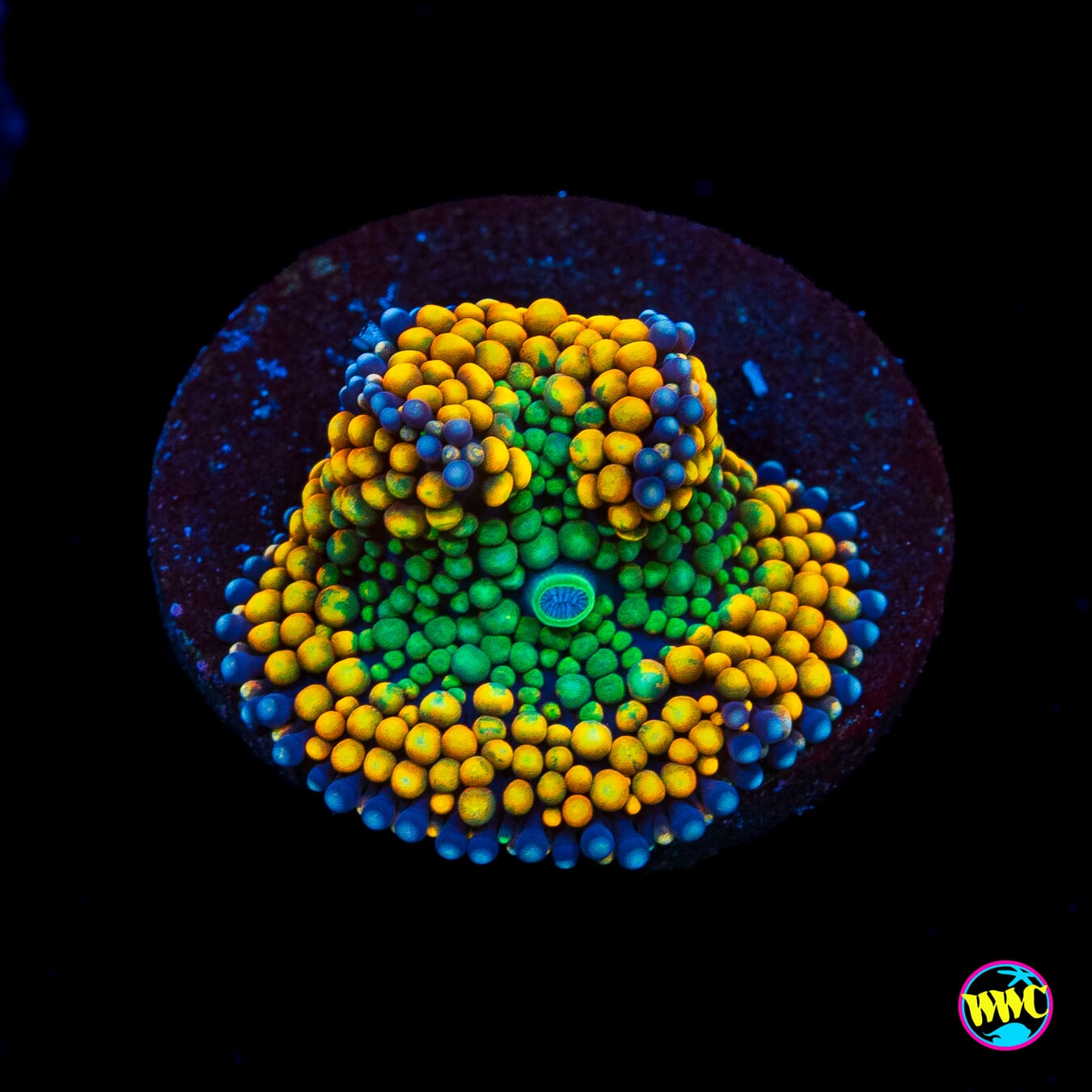 Blueberry Ring Ricordea Mushroom