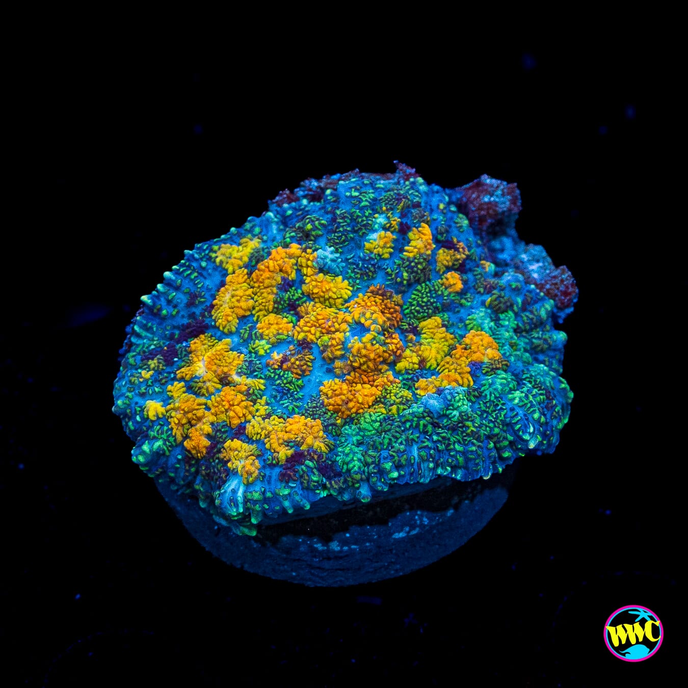 Orange Grove Rhodactis Mushroom