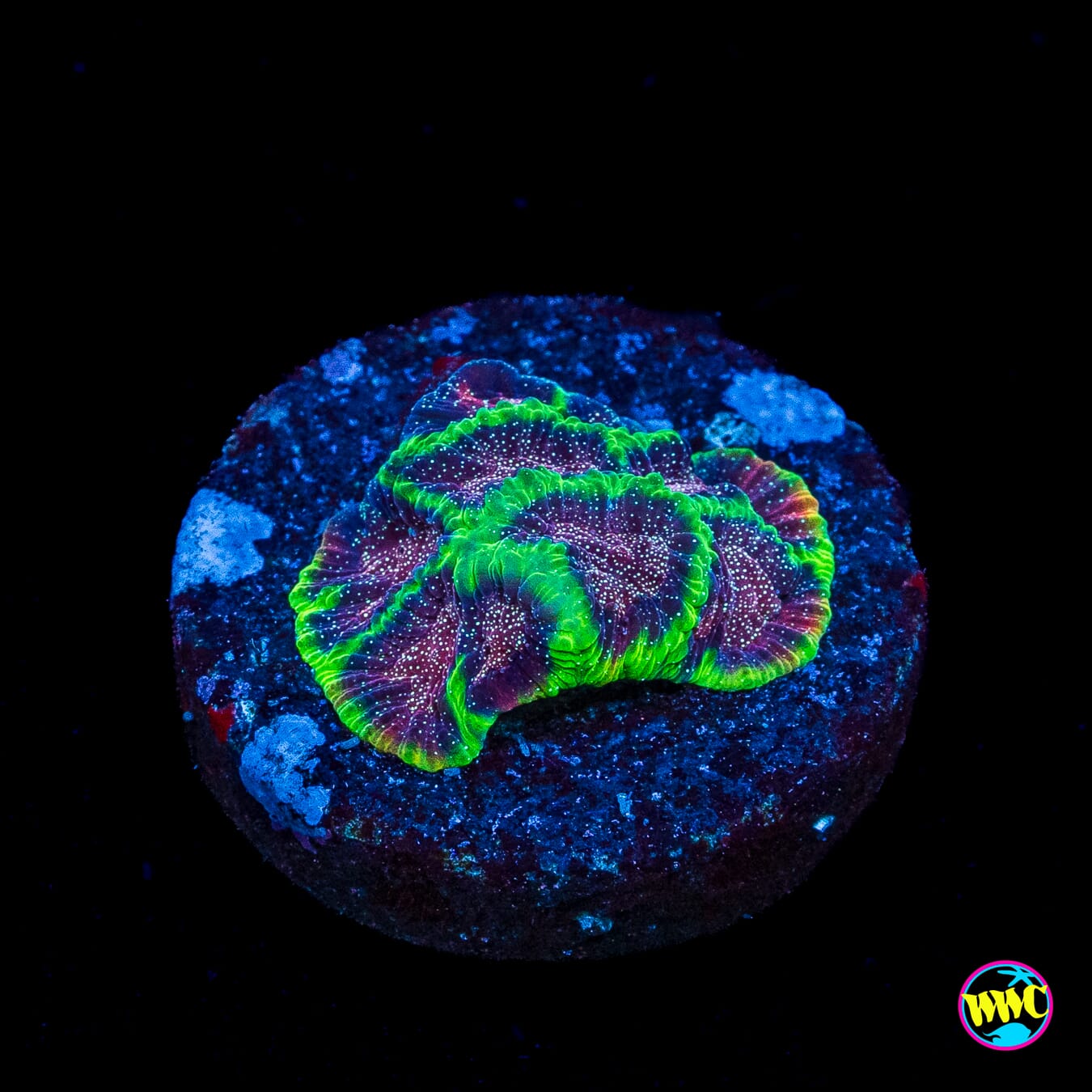 WWC Bejeweled Favites