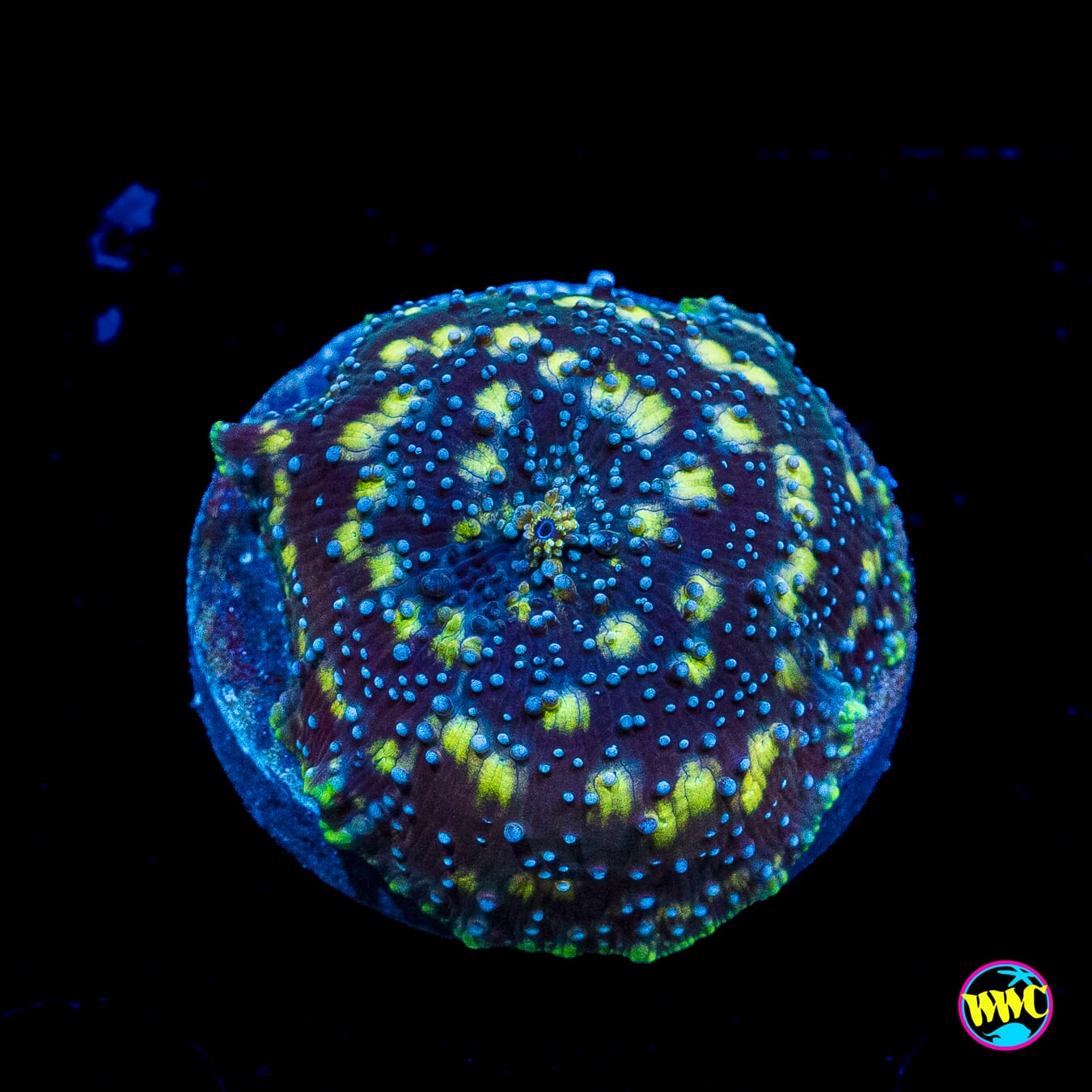 Spotted Iguana Disco Mushroom