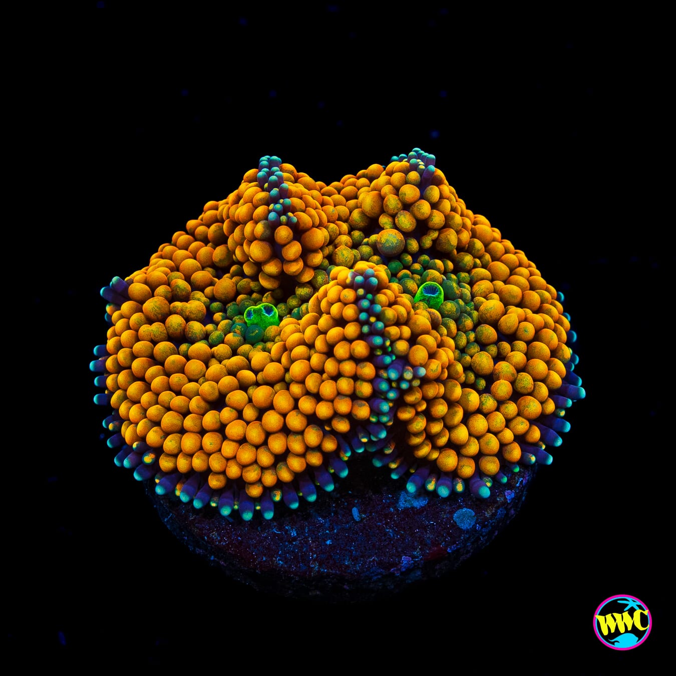 Fresh Squeezed Ricordea Mushroom