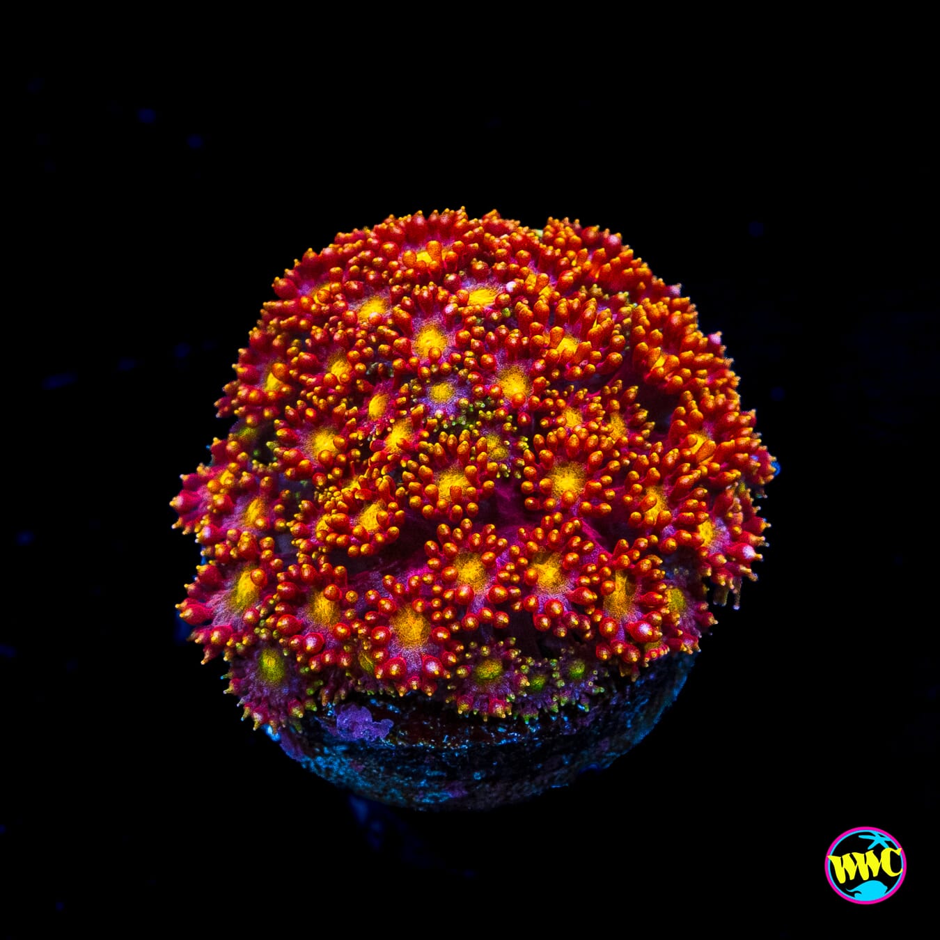 WWC Flame Tongue Micro Goniopora
