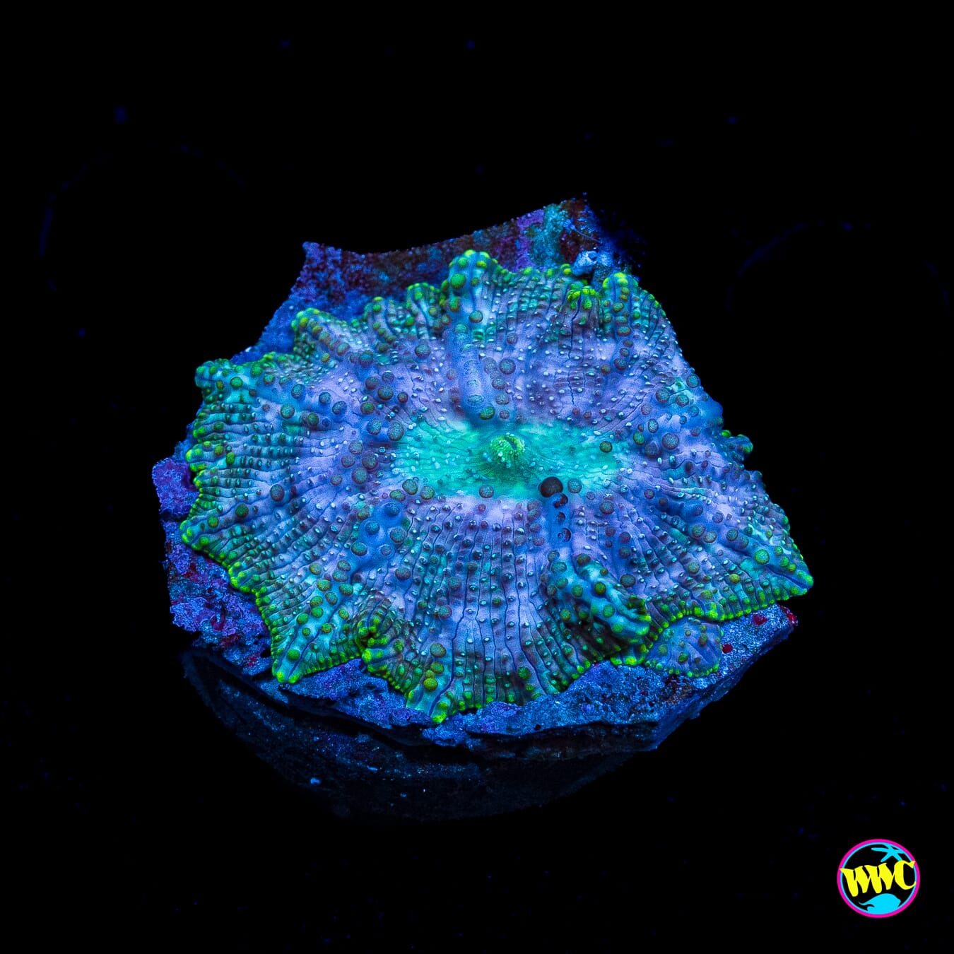 Trippin Iguana Disco Mushroom