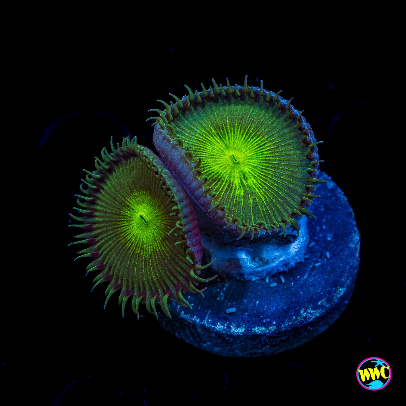 Green Button Palythoa