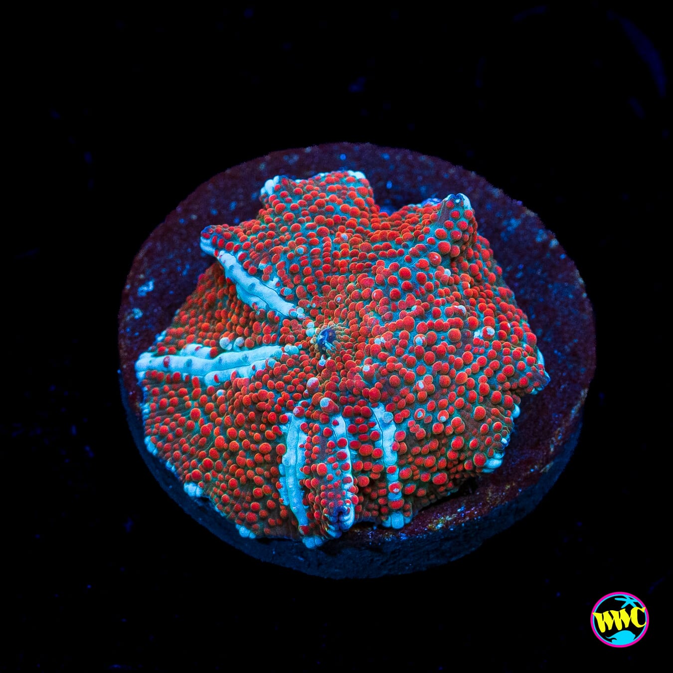 Red Interstellar Disco Mushroom