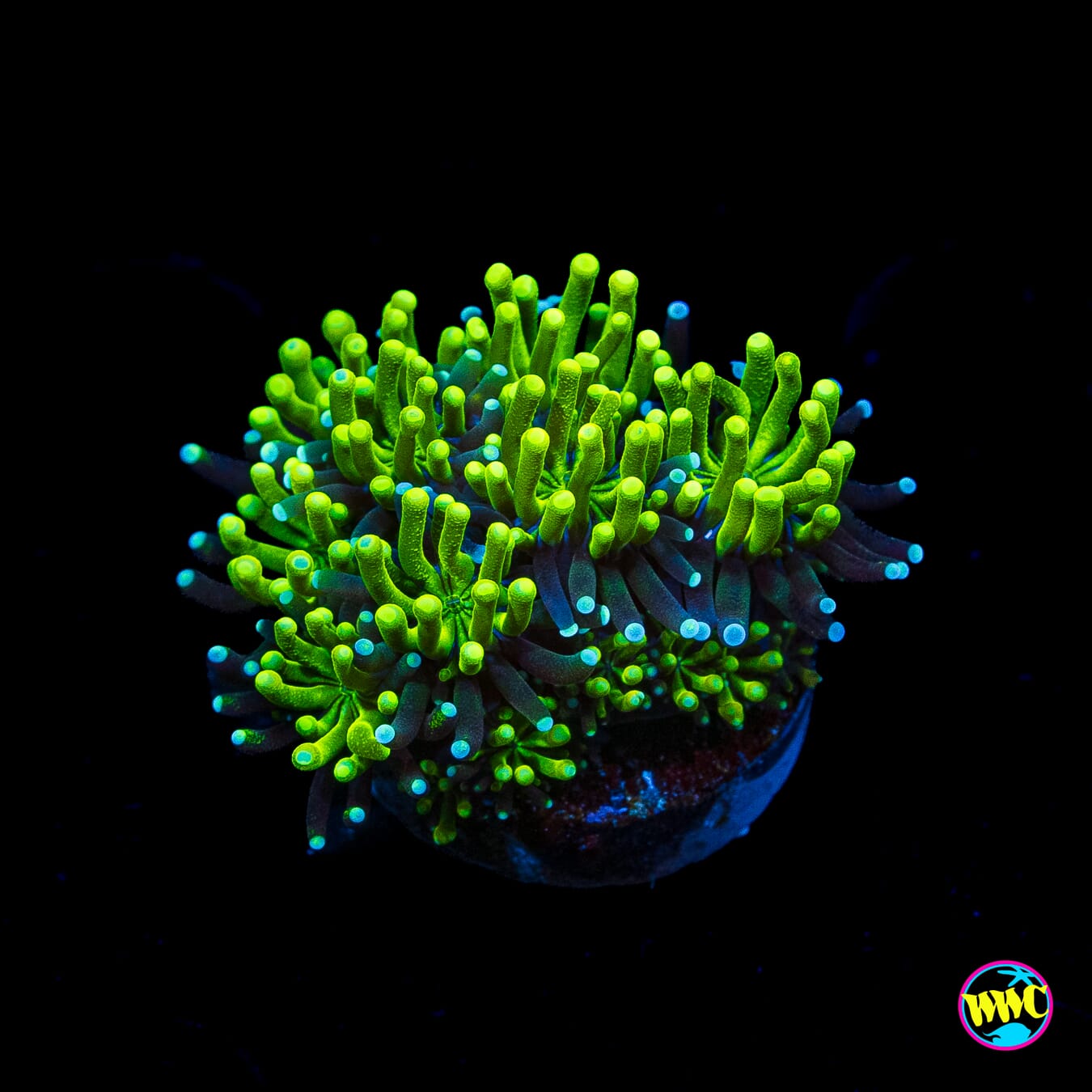 WWC Lemonade Galaxea