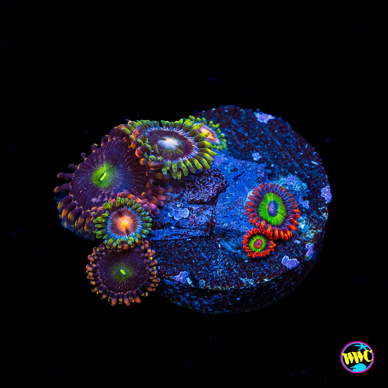 Emeralds on Fire, Laffy Taffy, and Purple Pinwheel Combo Zoanthids