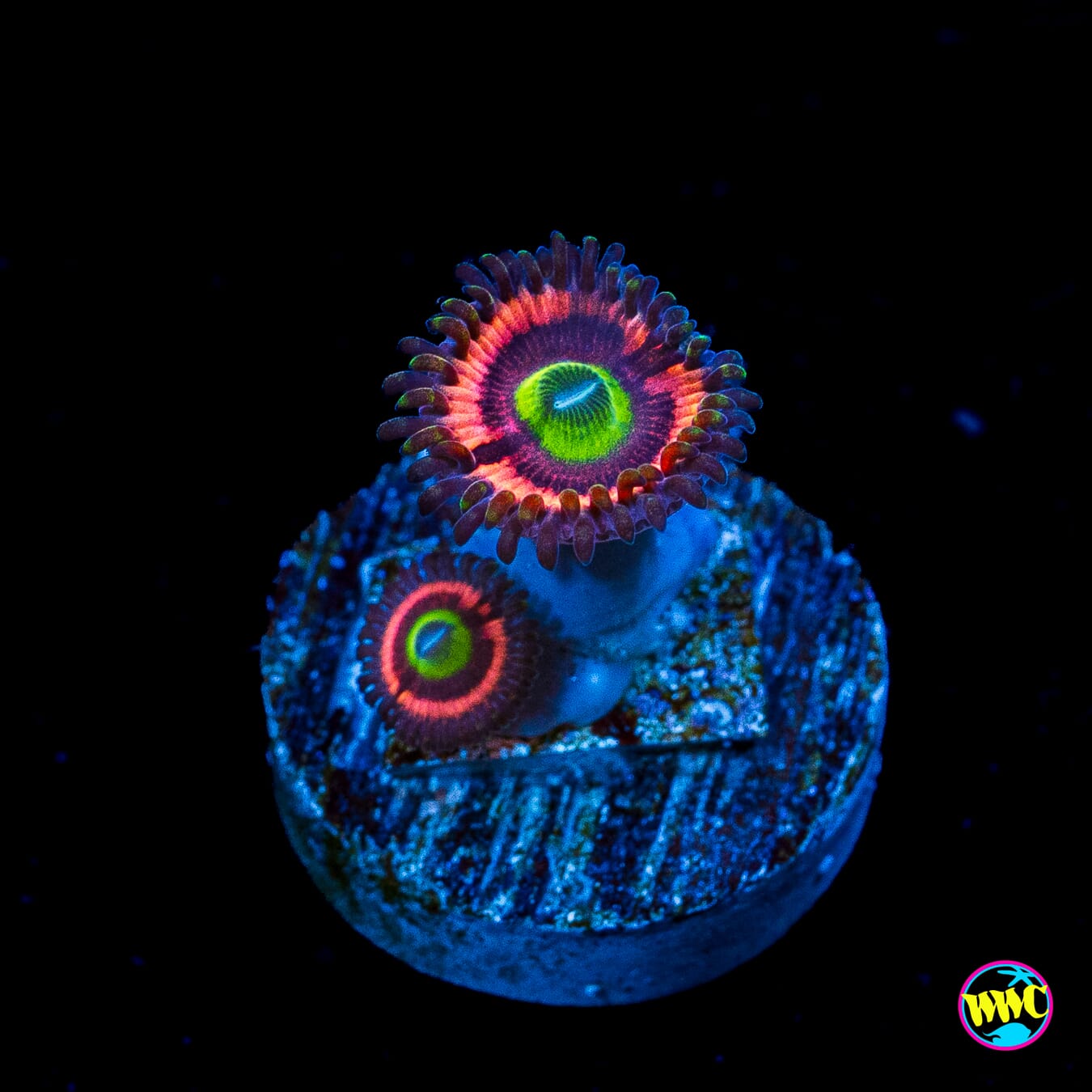 WWC Ultimate Bubblegum Pink Zoanthids