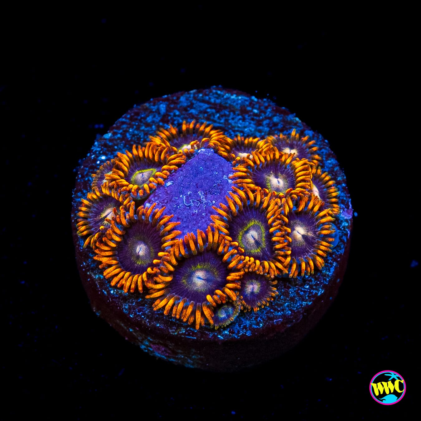 Rainbow Hornet Zoanthids