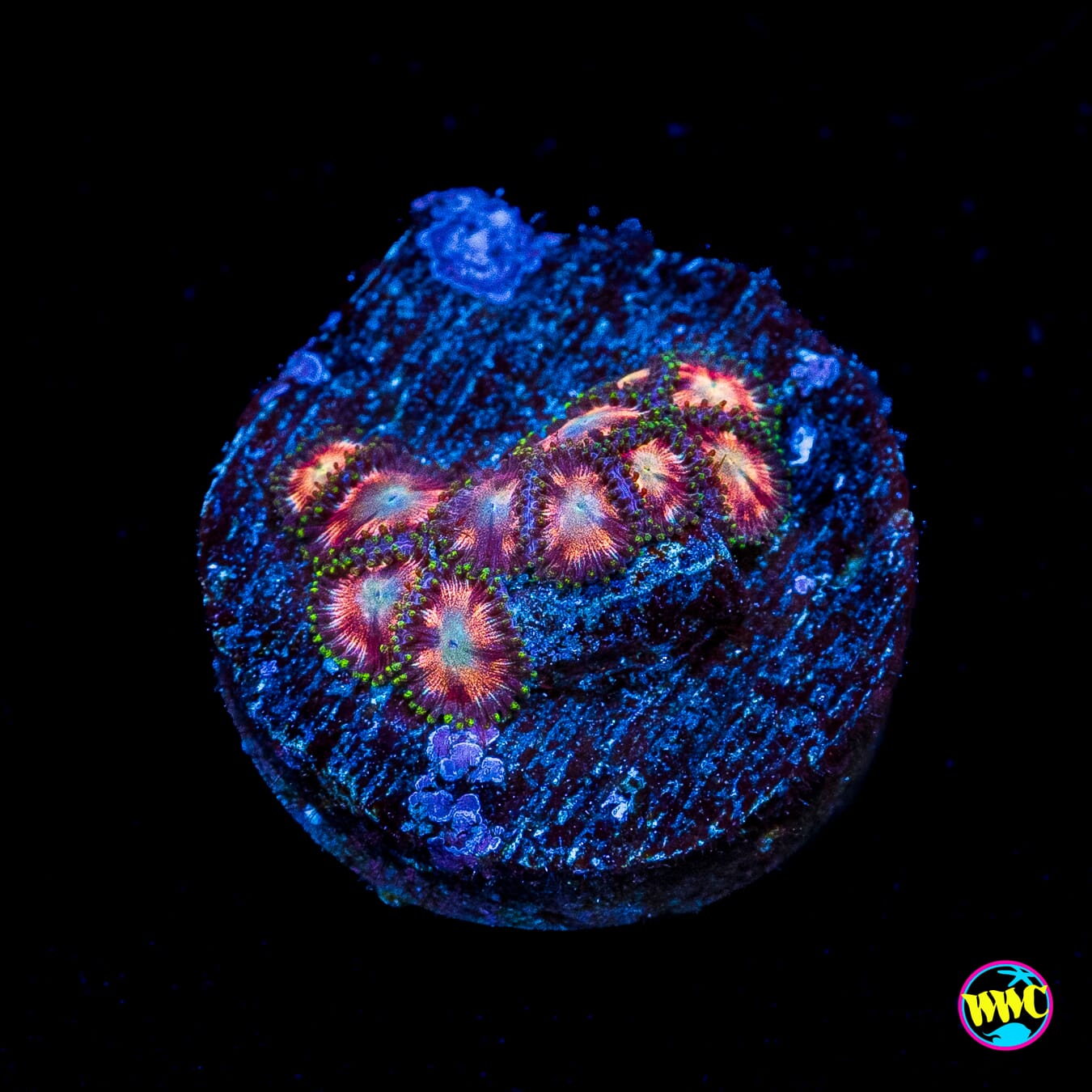 WWC Candy Stripe Zoanthids