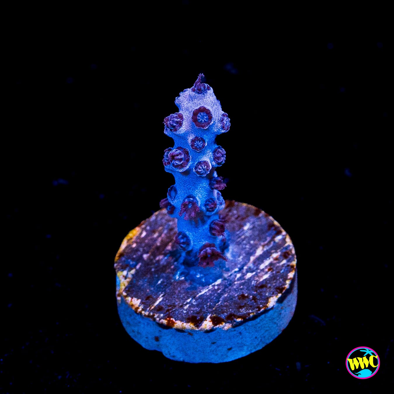 Tracy Morgonian Gorgonian