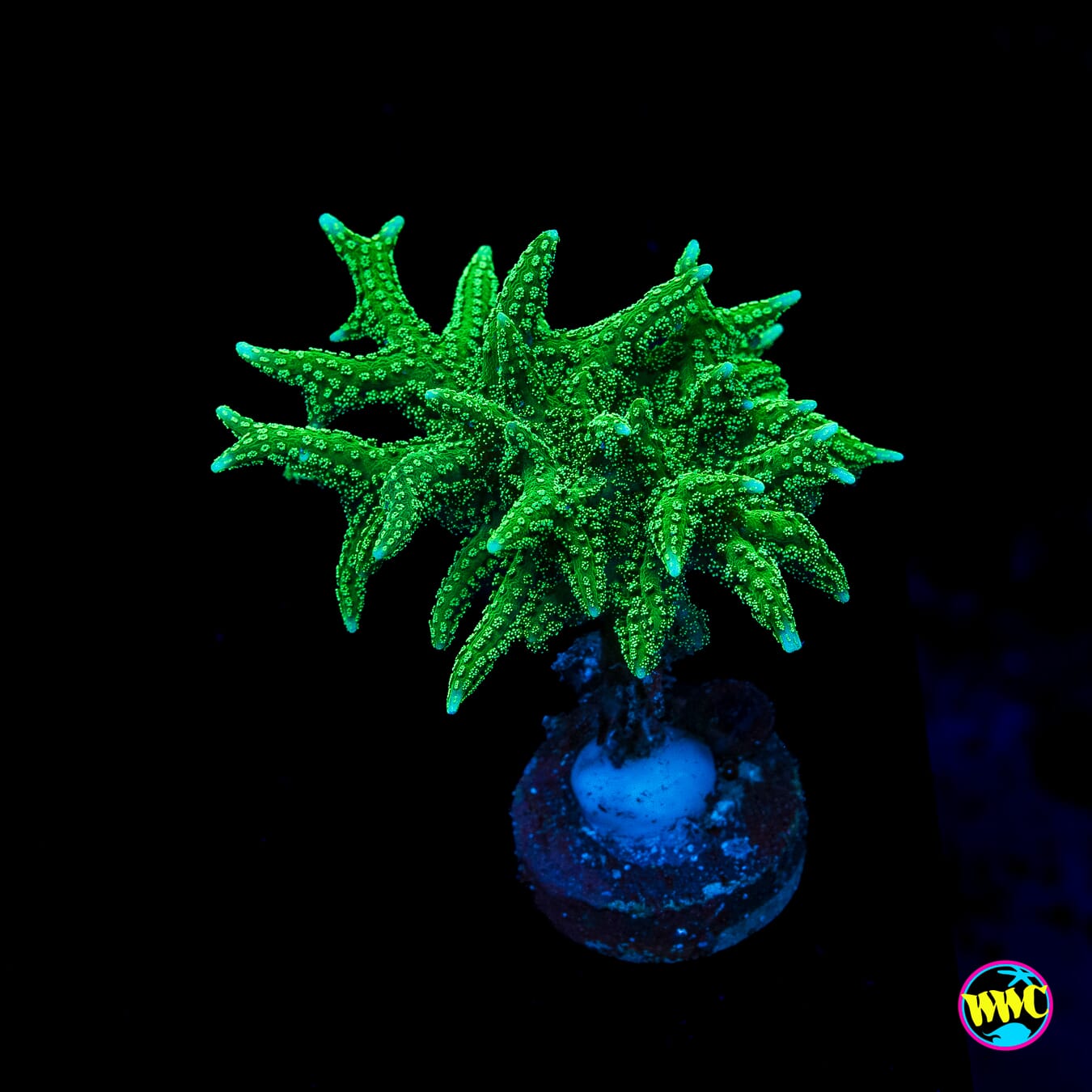 RF Jade Dragon Birdsnest
