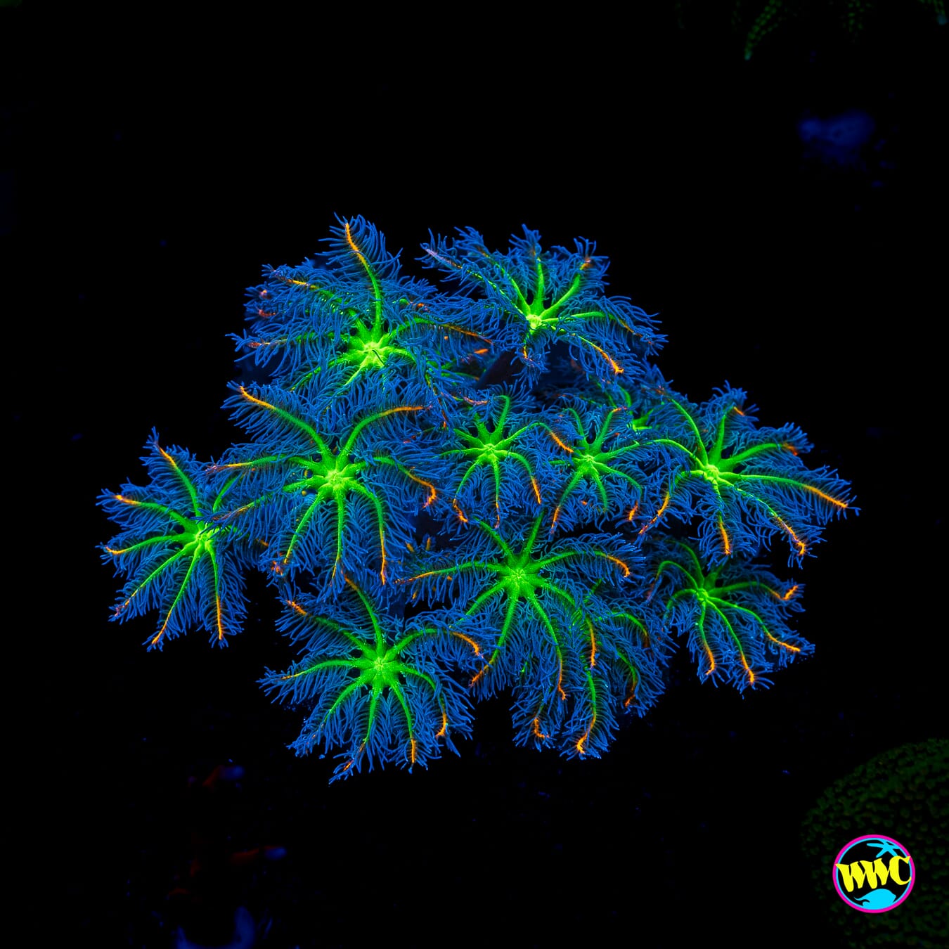 WWC High Voltage Clove Polyps
