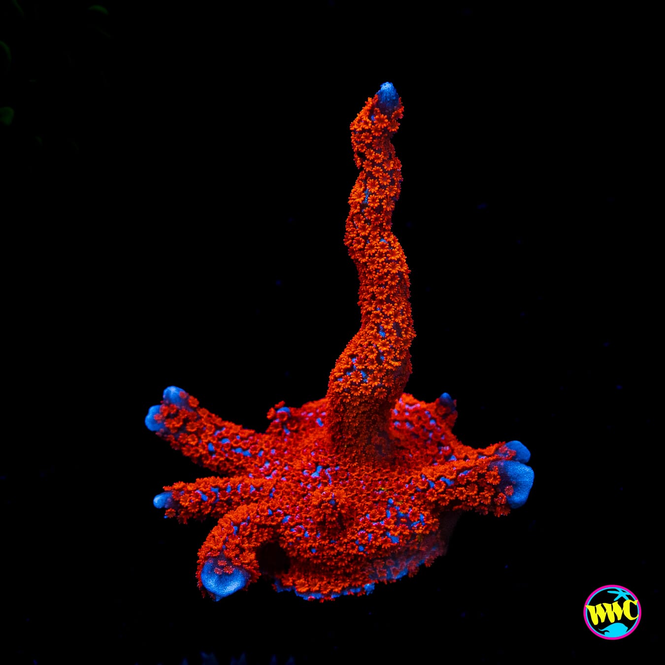 Superman Digitata Montipora