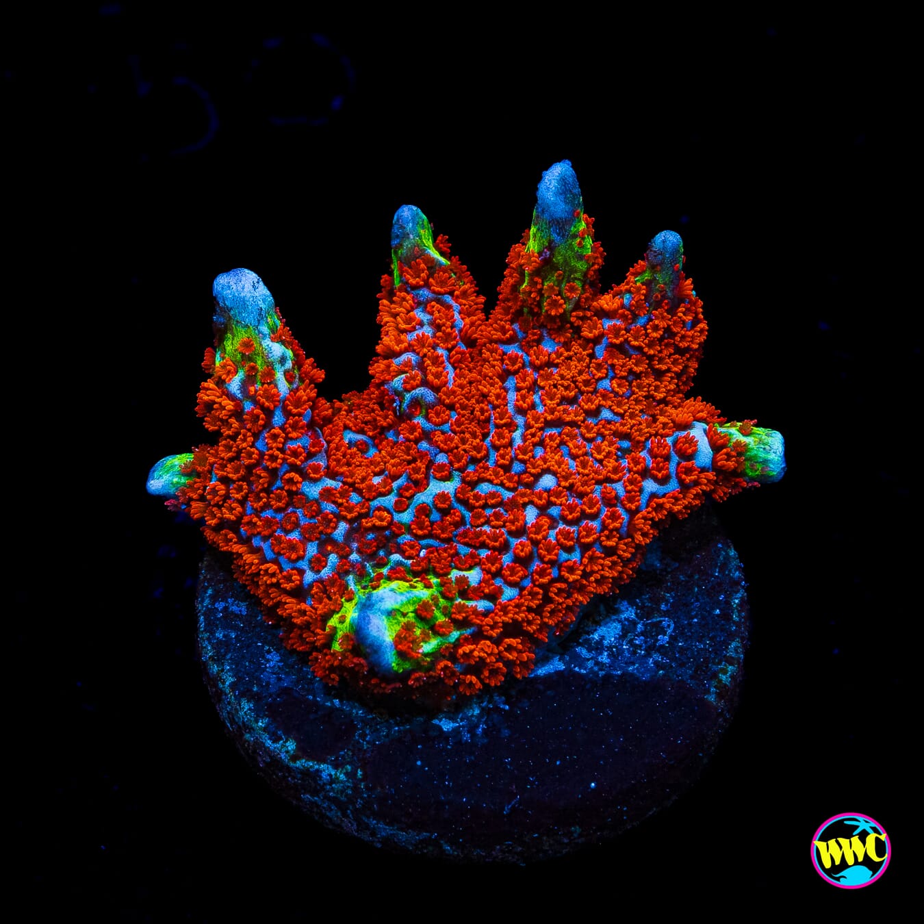 Bubblegum Digitata Montipora