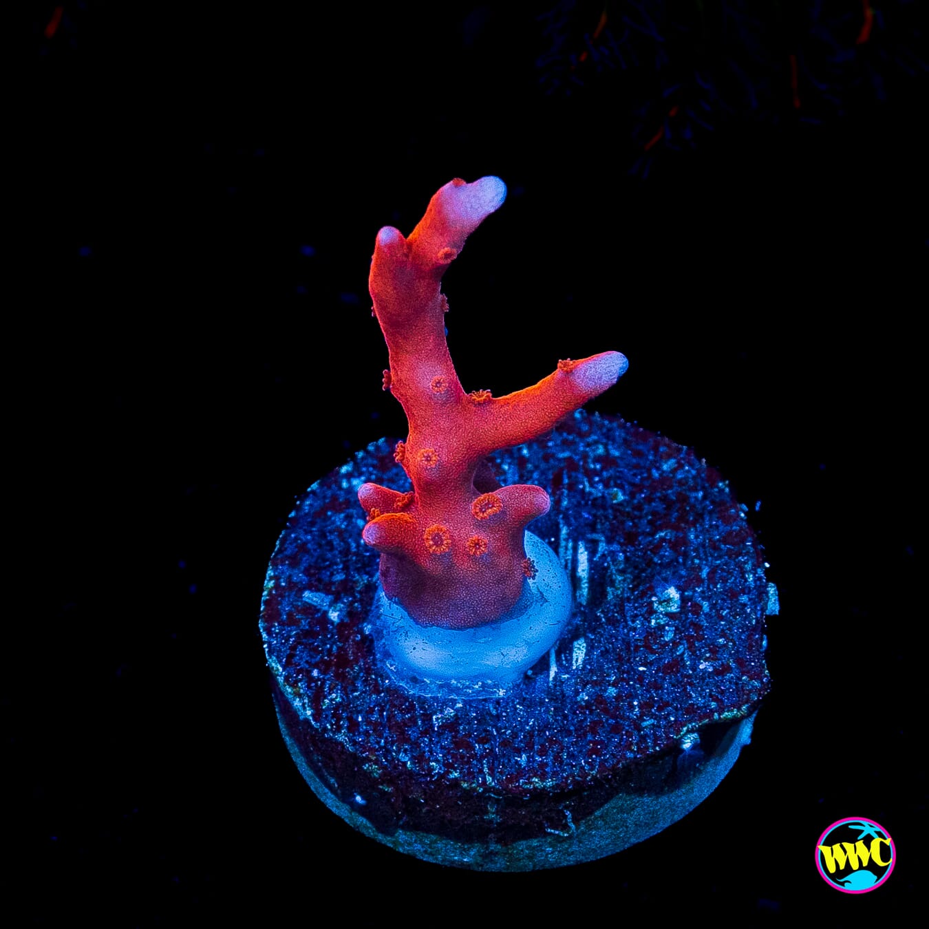 Jason Fox TNT Anacropora