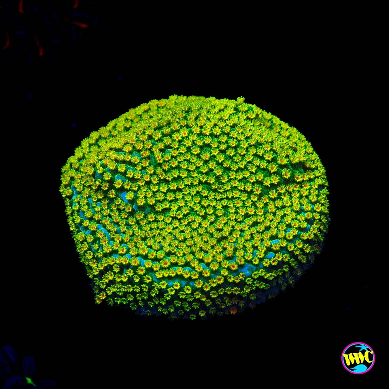 Jason Fox Rainbow Montipora