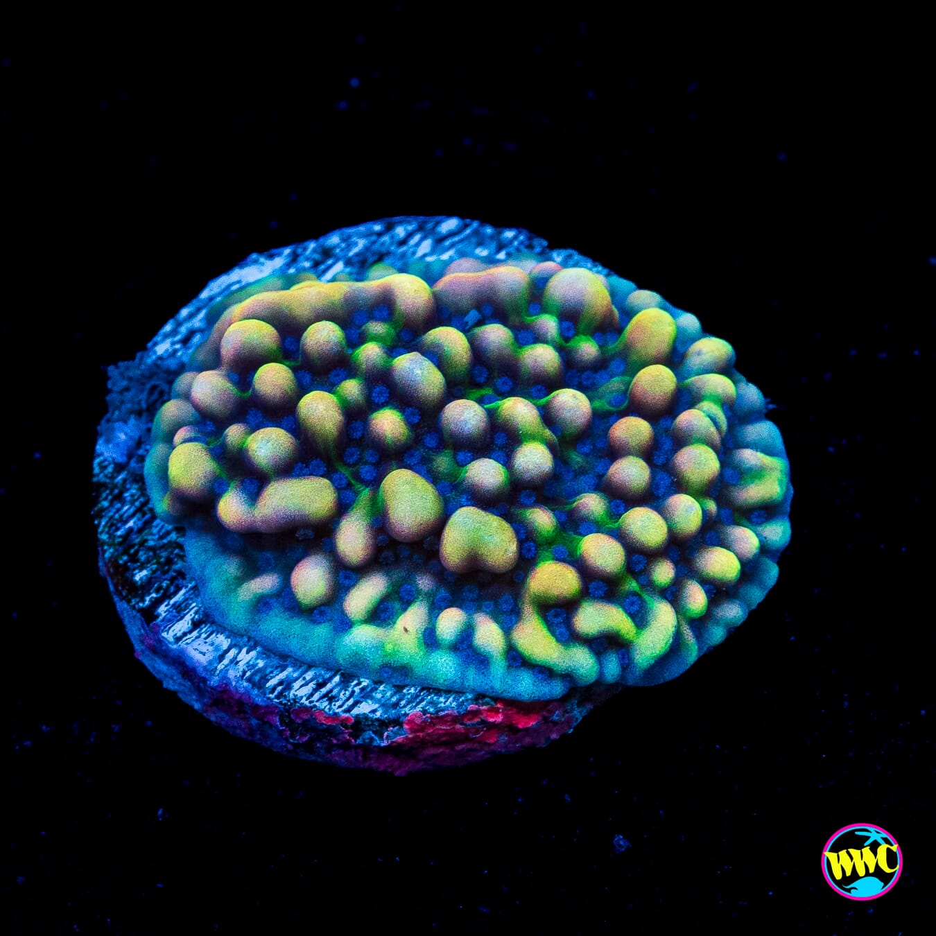 WWC Dark Portal Montipora