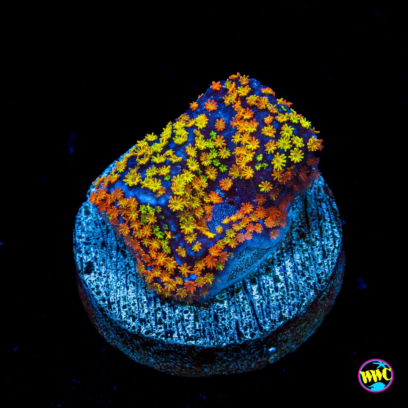 Rainbow Montipora