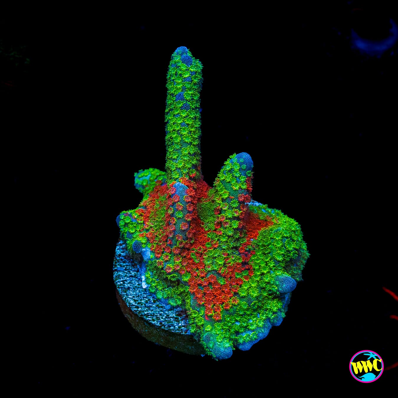 WWC Contraband Grafted Digitata Montipora