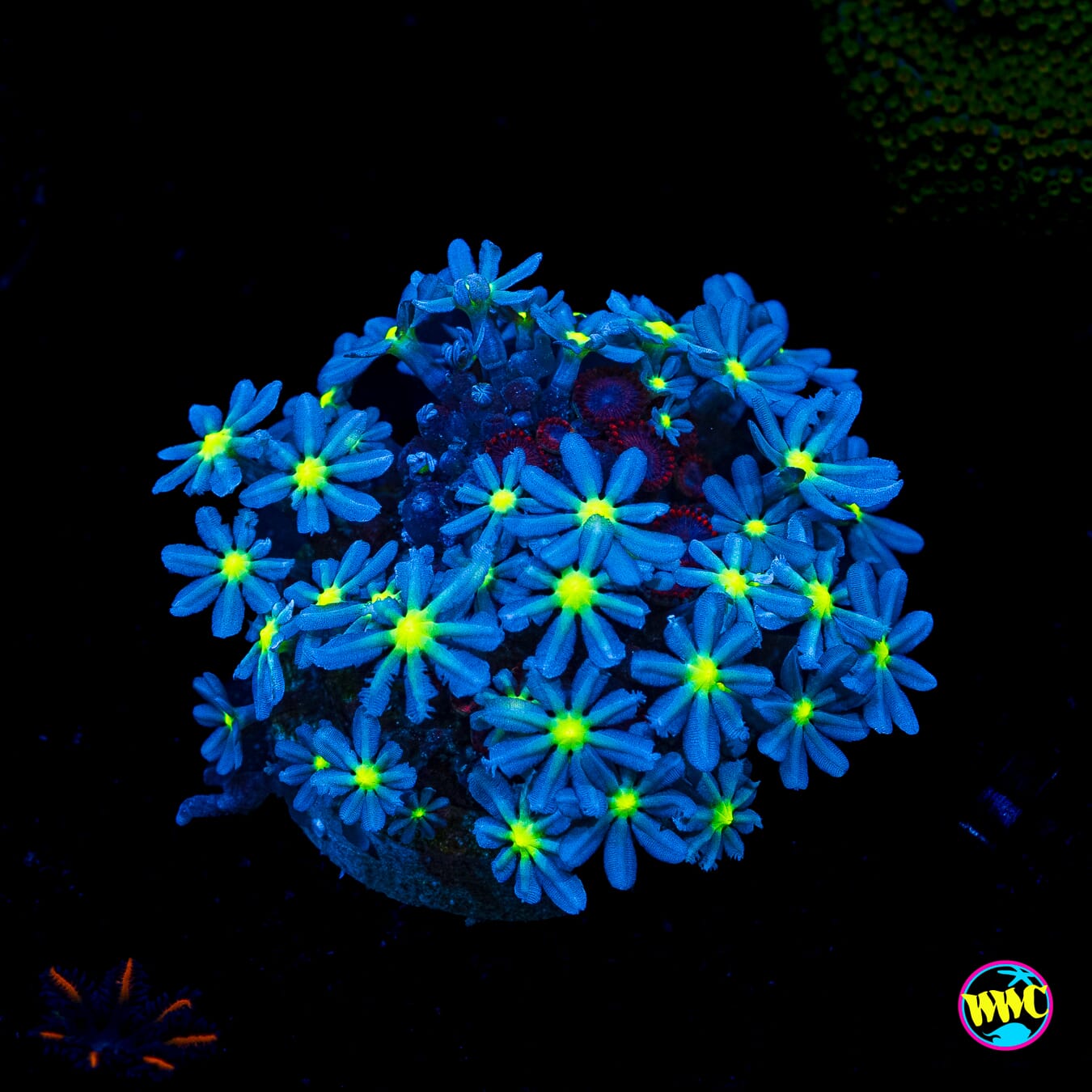 WWC Midnight Daisy Polyps and Flaming Dragon Zoanthids