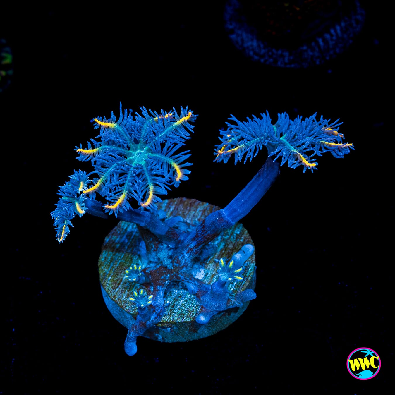 Flame Tipped and Lemon Tipped Clove Combo Polyps