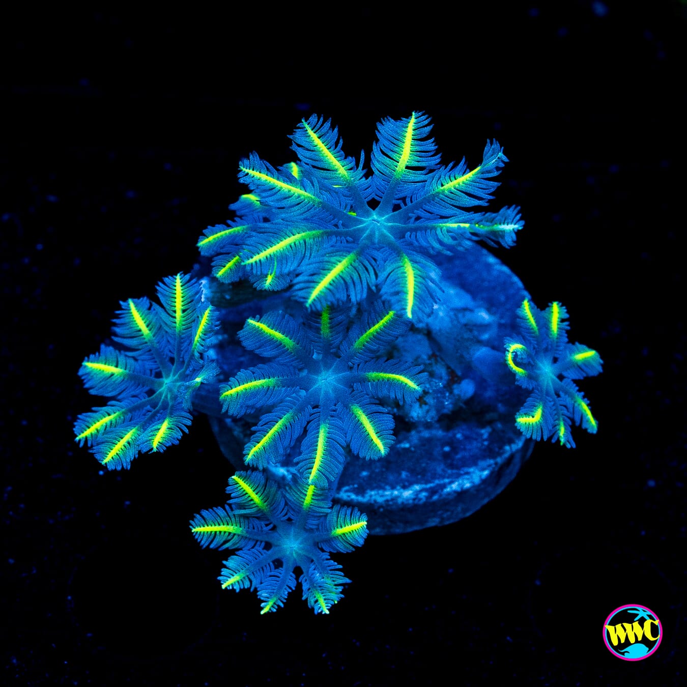 WWC Lemon Tipped Clove Polyps