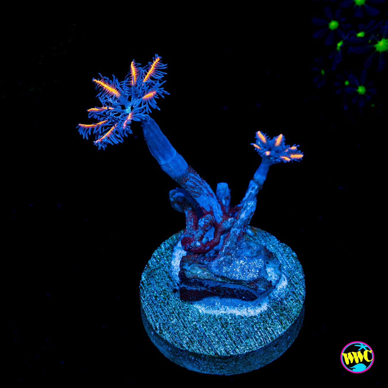 WWC Florida Squeeze Clove Polyps