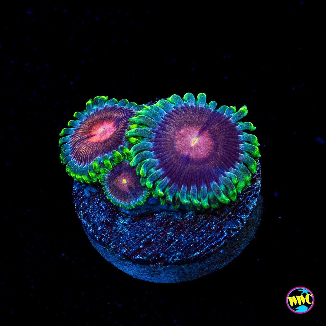 WWC Lucky Kentucky Zoanthids