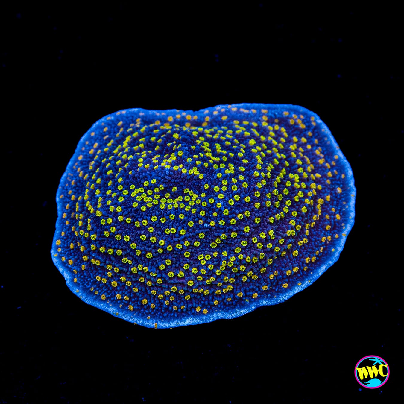 WWC Golden Lantern Montipora