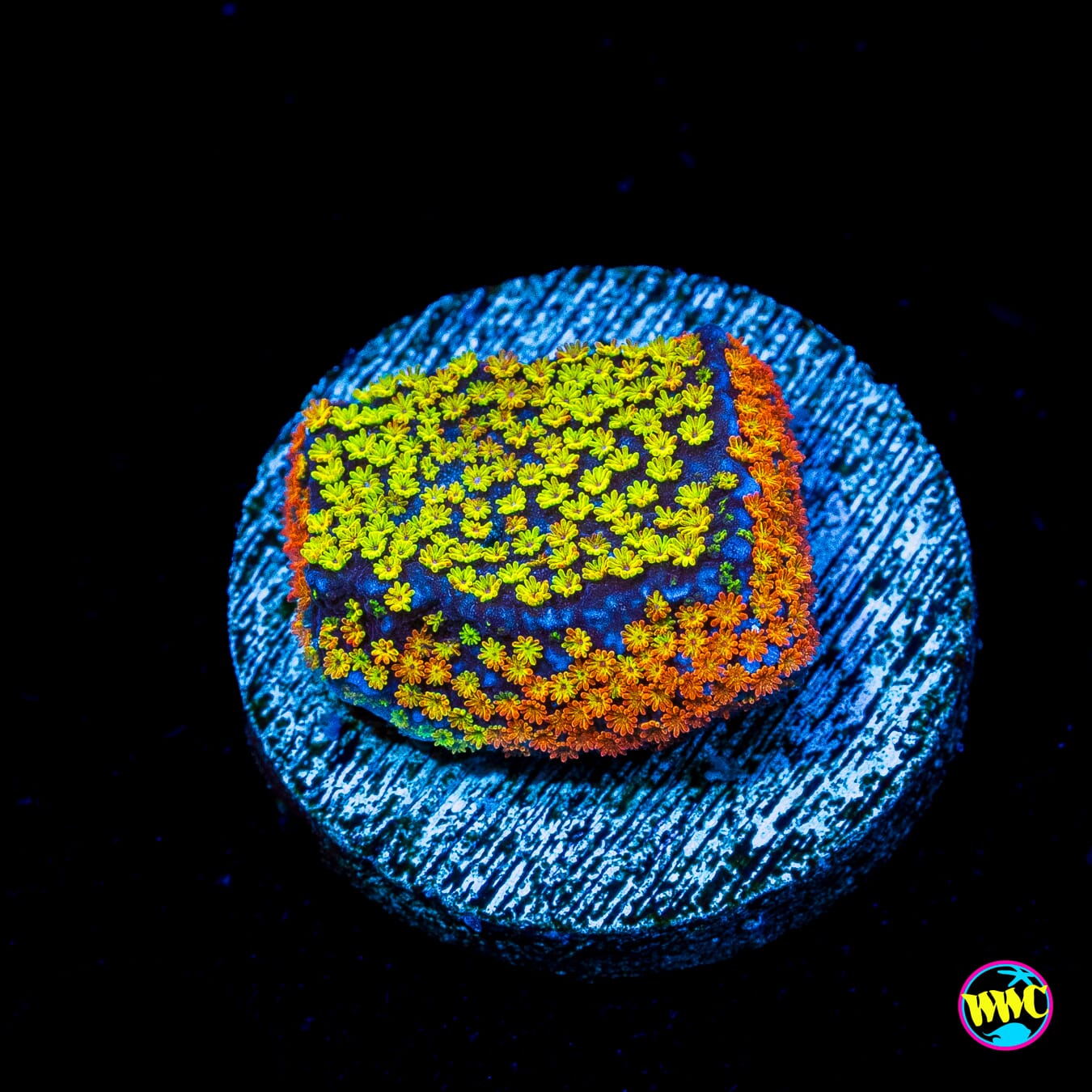 Rainbow Montipora