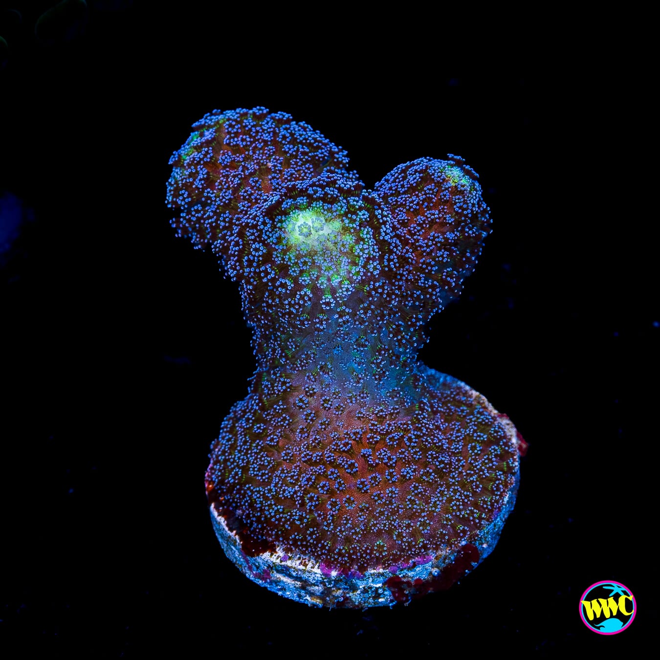 WWC Blue Stylophora