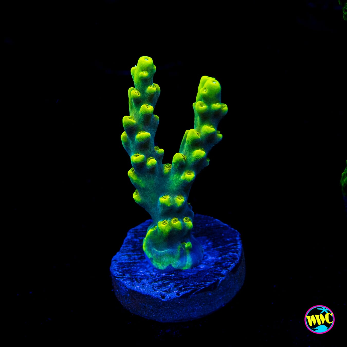 WWC Yodaz Acropora