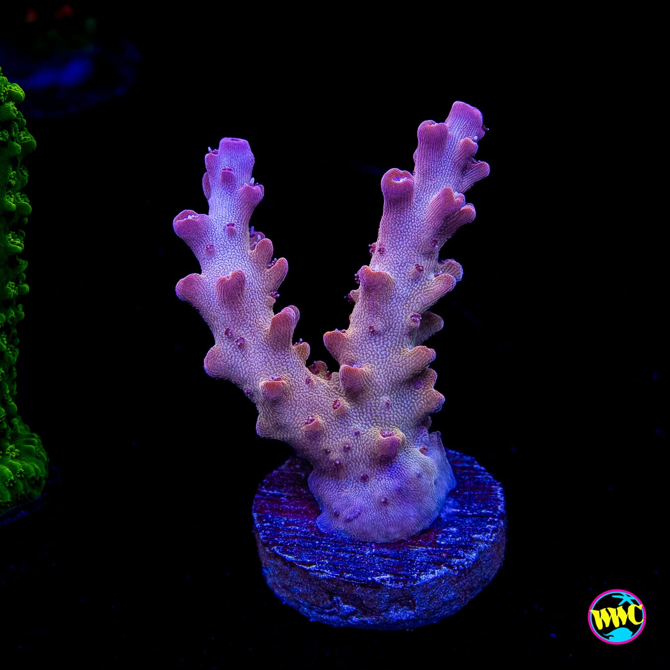 WWC Joe Dirte Acropora