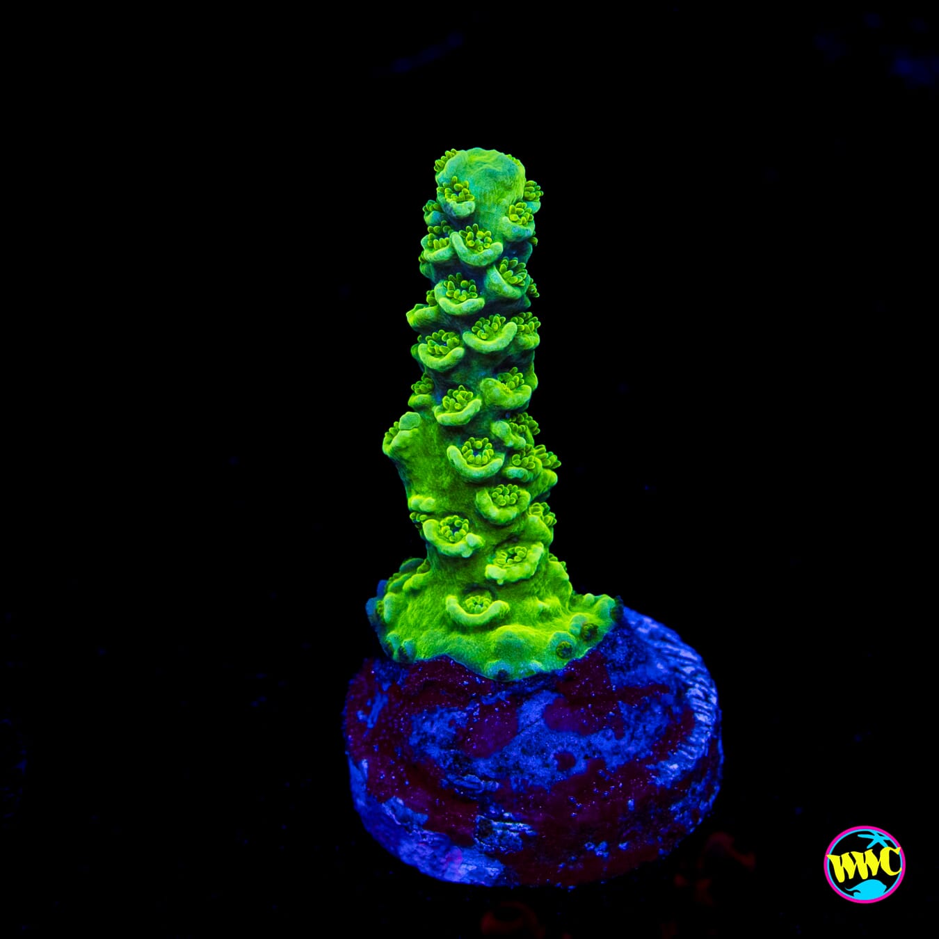 WWC Aussie Toxic Slimer Acropora