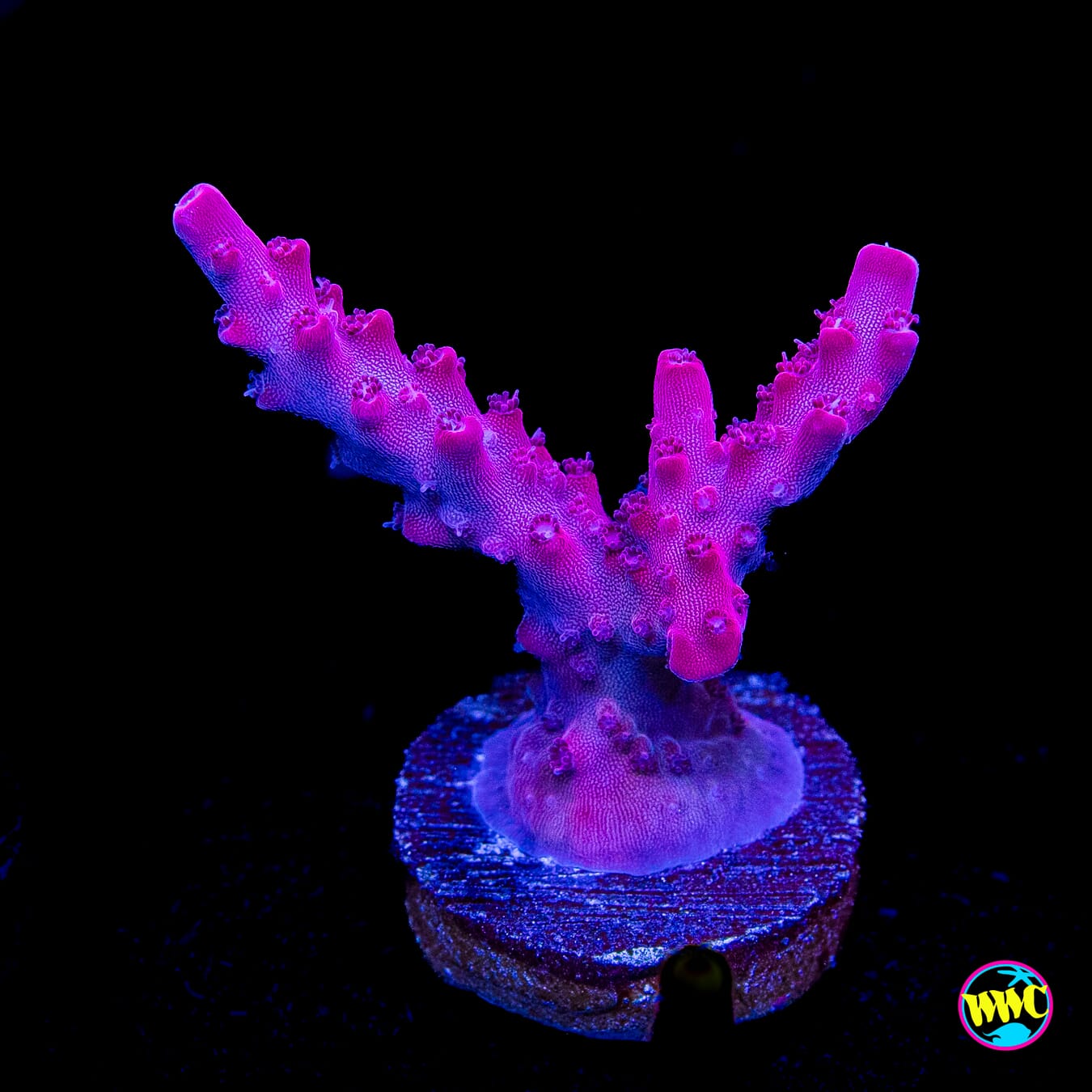 Jason Fox B33 Bomber Acropora