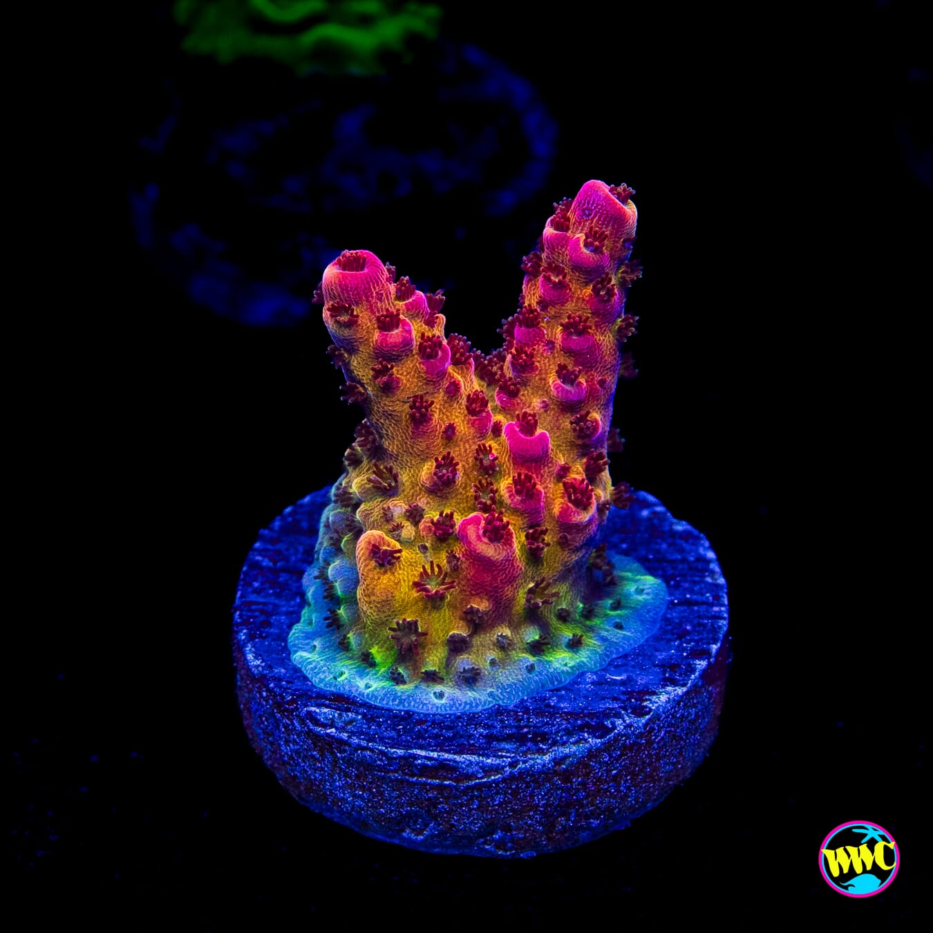 PC Rainbow Acropora