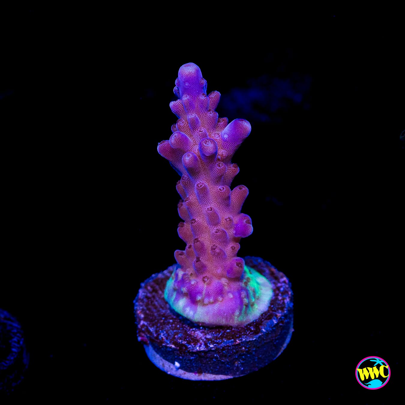 Paletta Blue Acropora