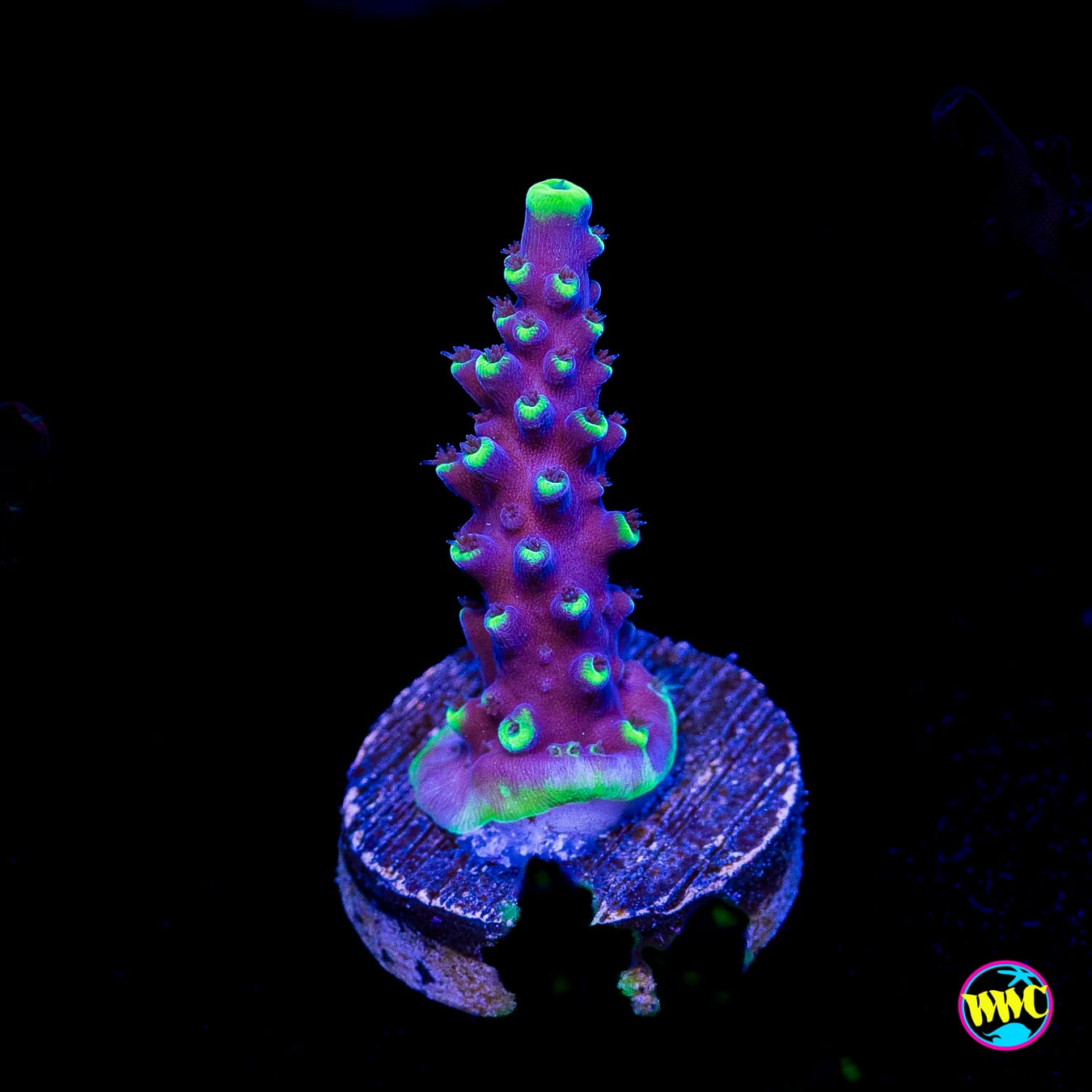 Ultimate Stag Acropora