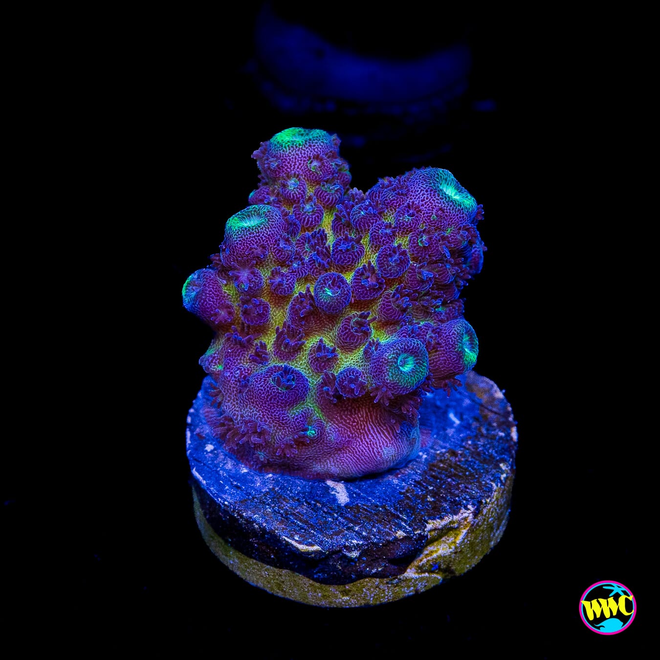 WWC Nuclear Grapes Acropora
