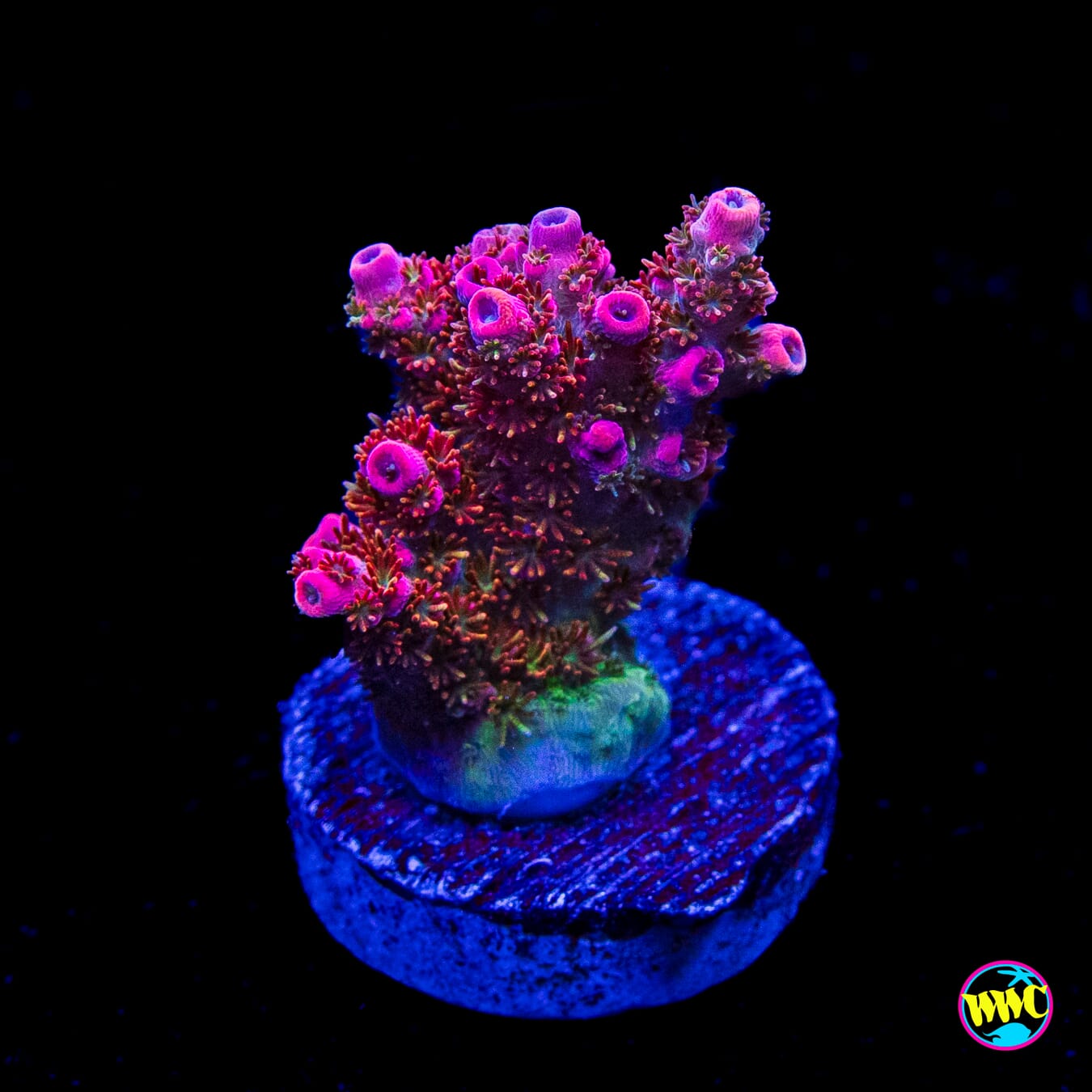 WWC Jello Shot Acropora