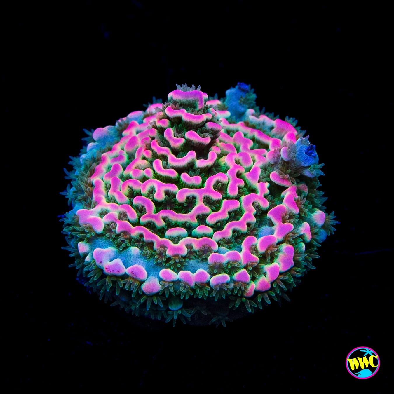 WWC Tiddly Winks Tenuis Acropora