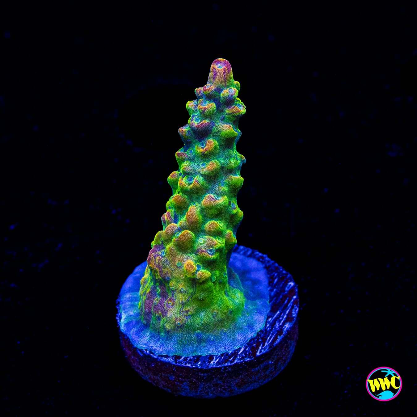 CC Grafted Banana Hammock Acropora