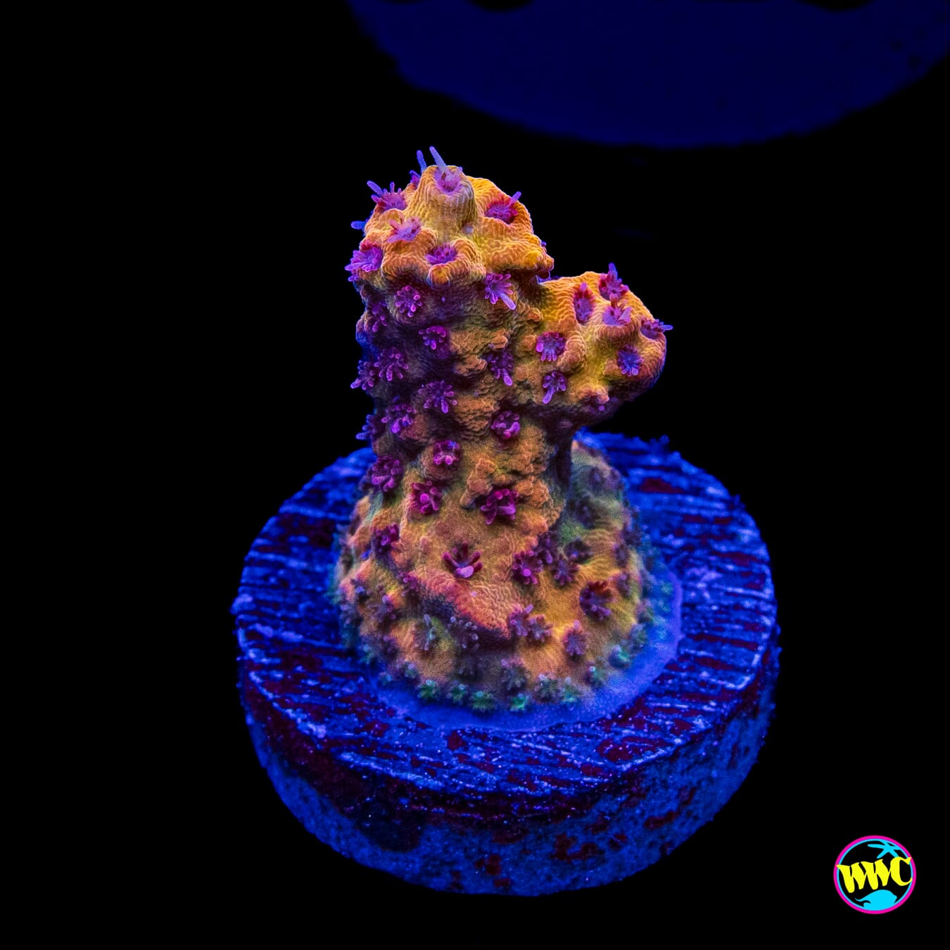 Tyree Pink Lemonade Acropora