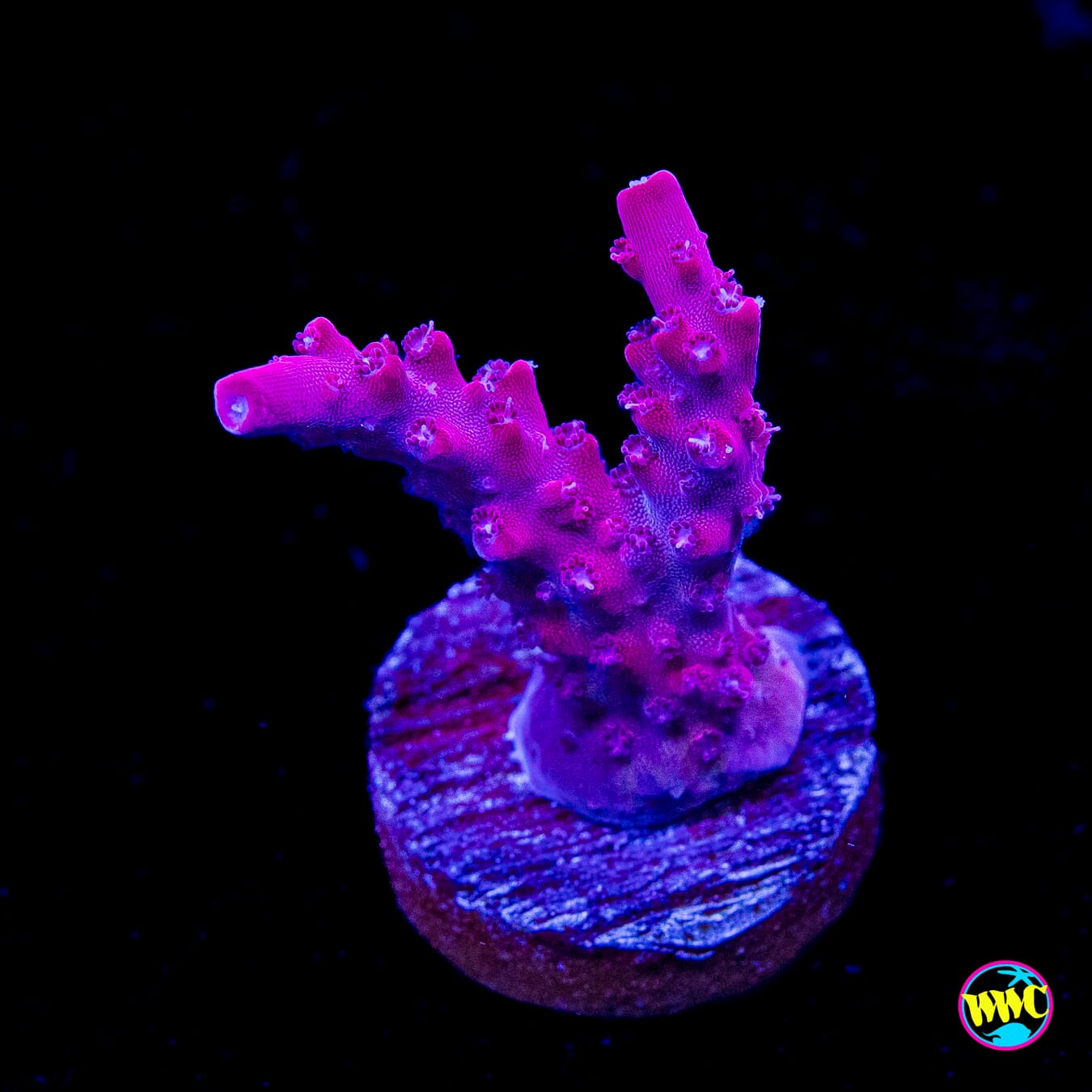 Jason Fox B33 Bomber Acropora